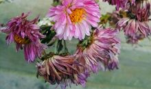 永不凋谢的菊花