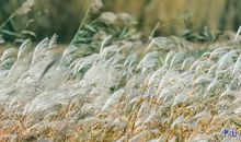 风，吹皱了一池的忧伤