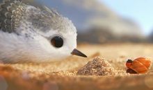 小鹬的成长故事