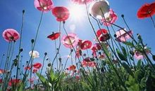 美，一种生命的姿态