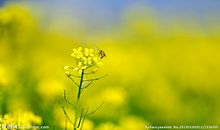 油菜花开处，魂归是吾乡