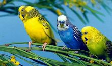 我的动物朋友虎皮鹦鹉