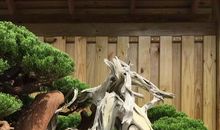 岩石缝中的云杉