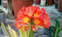 我家的君子兰花