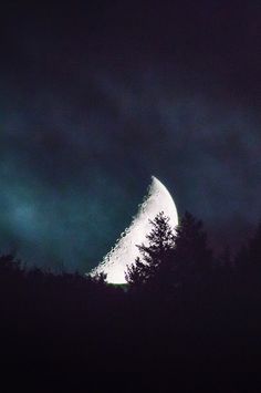 月光下的伴侣