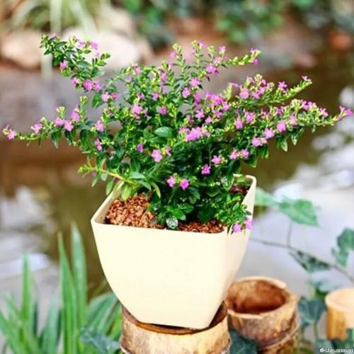 花开，我长大