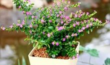 花开花落我成长