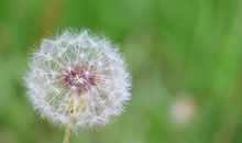 开满蒲公英的地方读后感