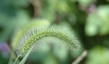 狗尾巴草的乐趣