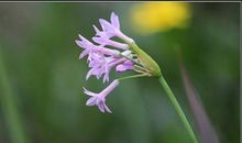 让花在夏季安全盛开