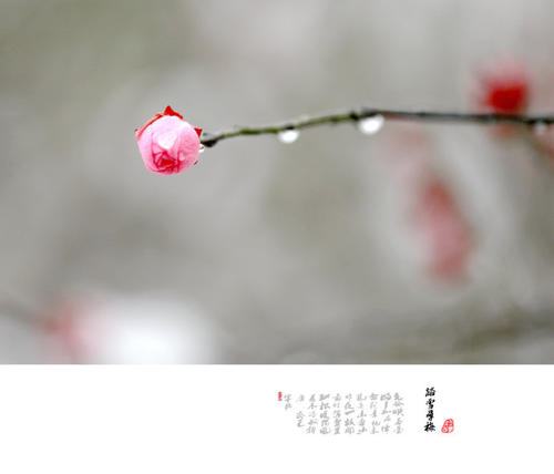 紫杉寻美坚持不懈地前进