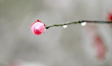 踏雪寻梅执著前行