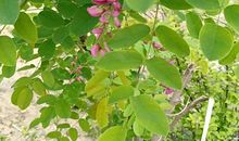 槐花牵动我的情思