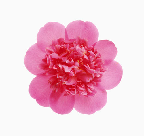 爱如山茶花