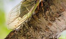 蝉为什么会唱歌