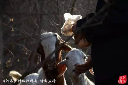 丢羊以后