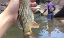 我的动物朋友——小溪鱼