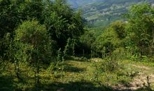 我爱你我的家乡