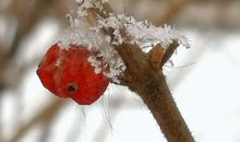 第一次与雪共舞