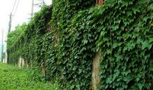 五月的爬山虎