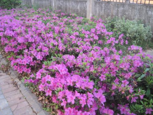 美丽的西部杜鹃花