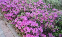 美丽的西洋杜鹃