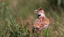 假如我是百灵鸟