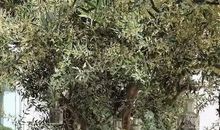 爷爷家院子里的大树