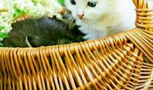 读《笑猫日记幸福的鸭子》有感