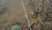 阳春三月好垂钓