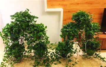 家有绿色的莳萝