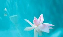 爱听音乐的花朵