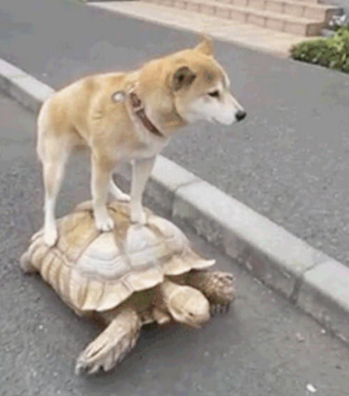 傻眼狗