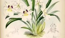 我是一株兰花草