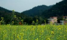 那片美丽的田野