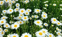 走，我们去春游