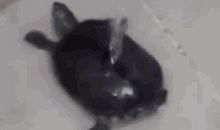 给小乌龟“沐浴”