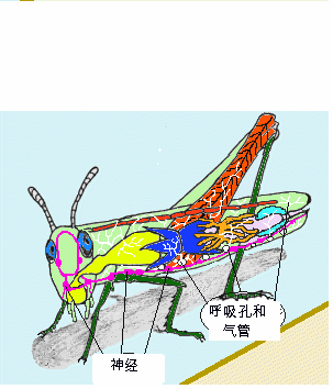 蚱hopper呼吸什么？