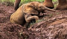 伟大的父爱与母爱