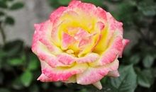 对不起，月季花似的小姑娘