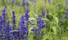 美丽的中卫——金沙岛