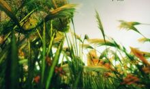 小满时节雷阵雨