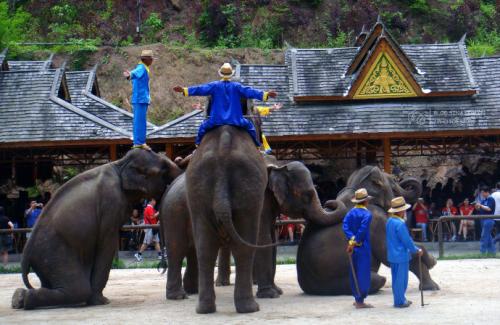 有趣的大象表演