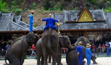 有趣的大象表演