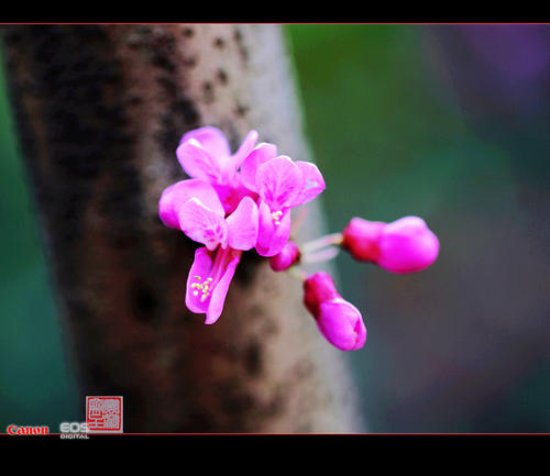 亲情是一朵不败的花朵