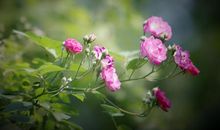 我发现春天真美