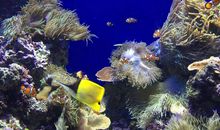 触手可及的白雪精灵