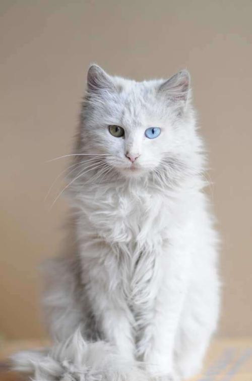 我的猫