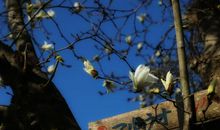 最美不过校园歌