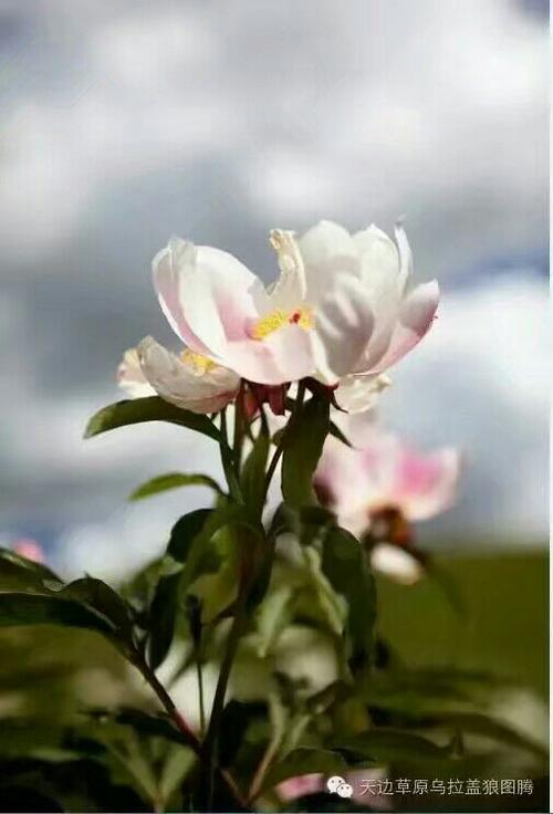 芬芳的爱